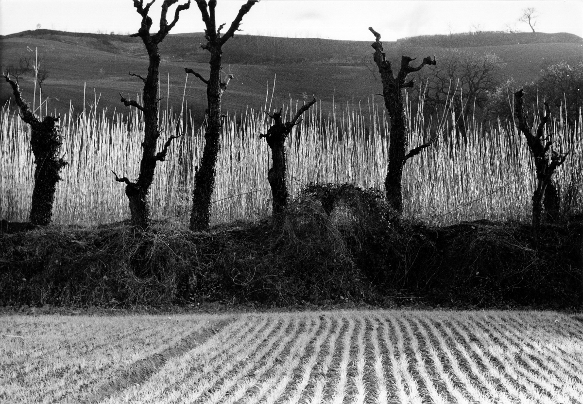 Festival italiano della Sinestesia - Mario Giacomelli